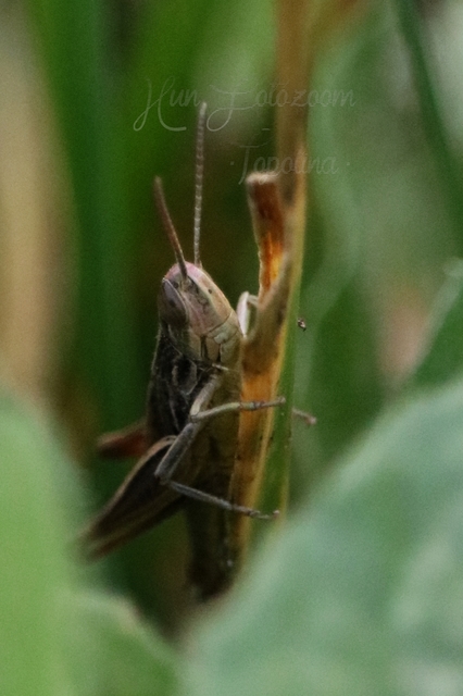 Euchorthippus declivus - rövidszárnyú rétisáska