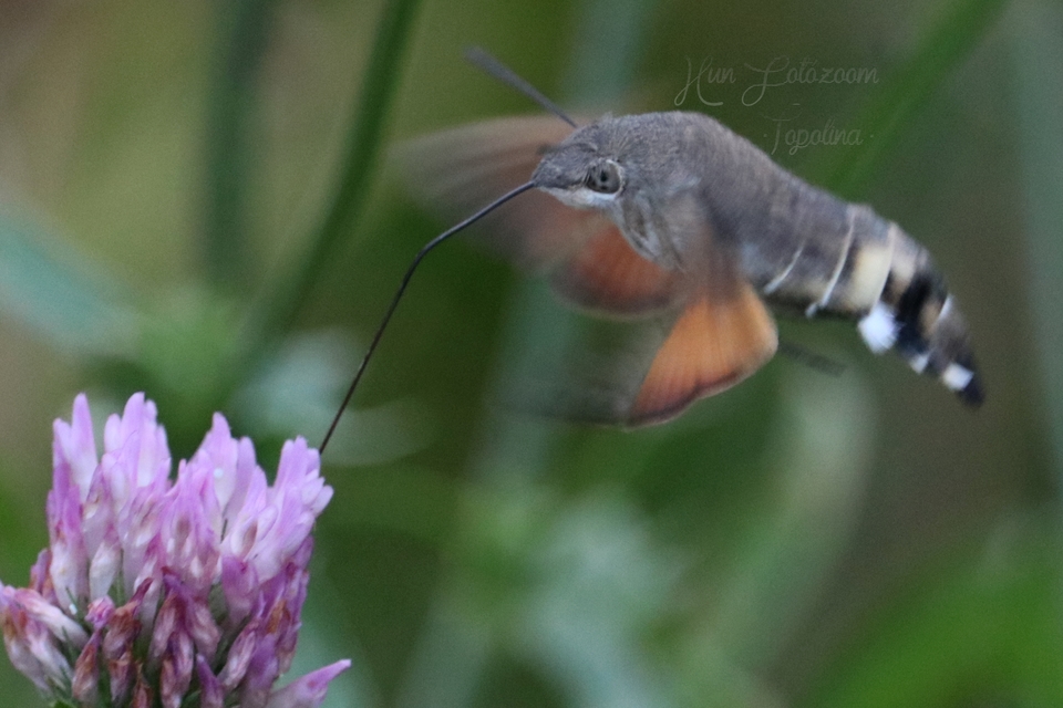 Macroglossum stellatarum - kacsafarkú szender