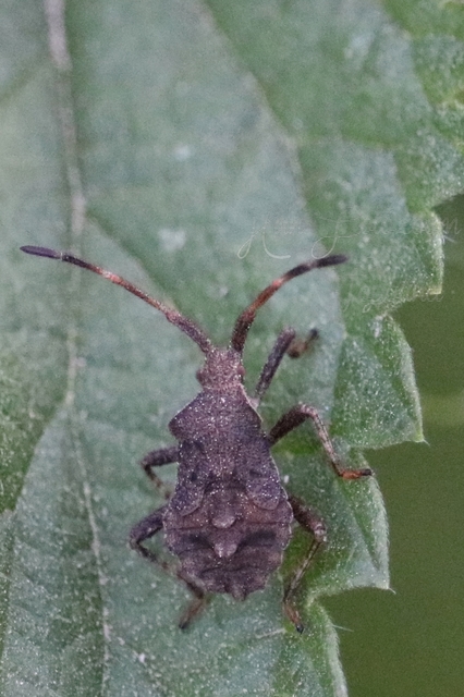 Coreus marginatus - közönséges karimáspoloska