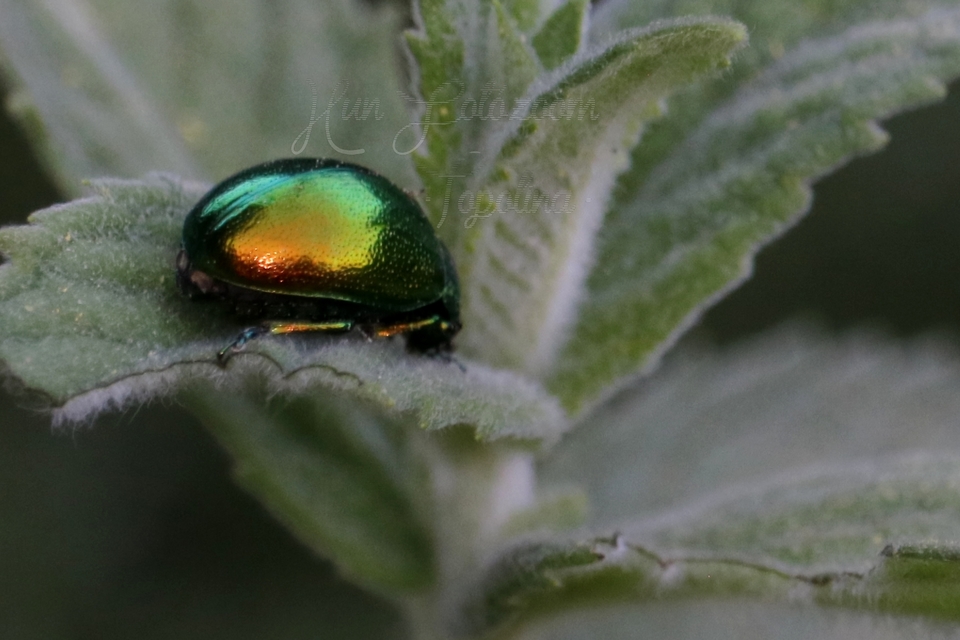 Chrysolina herbacea - zöld mentalevelész