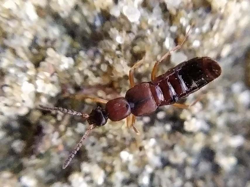 Drusilla canaliculata - közönséges hangyászholyva