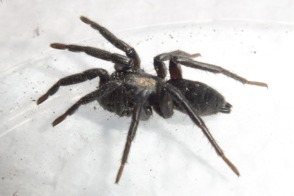 Gnaphosa lucifuga - fekete kövipók