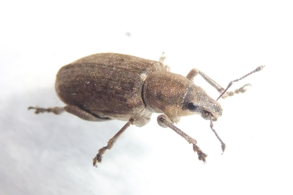 Tanymecus palliatus - közönséges hegyesfarúbarkó