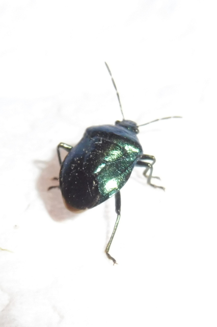 Zicrona caerulea - acélkék poloska Zicrona caerulea - acélkék poloska