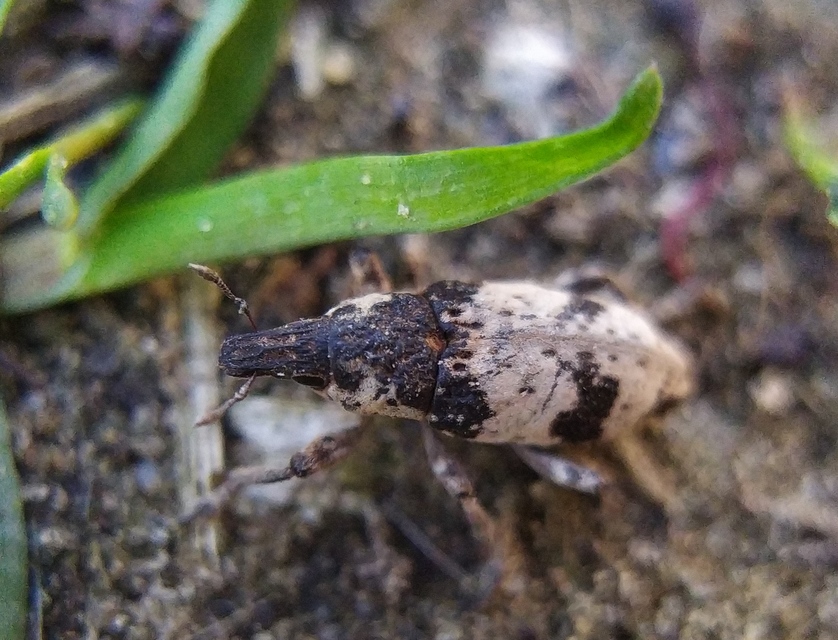 Bothynoderes affinis - sávos barkó
