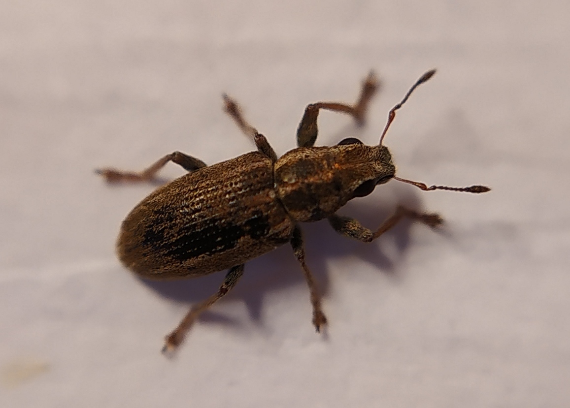 Sitona suturalis - fémes csipkézőbogár