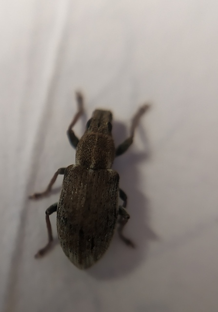 Sitona humeralis - lucerna-csipkézőbogár