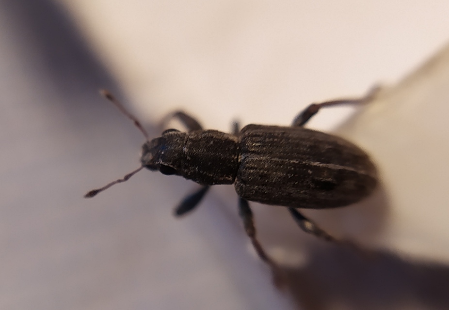 Sitona puncticollis - nagy csipkézőbogár