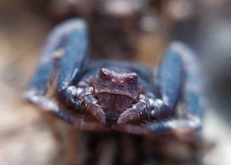 Pistius truncatus - csonka karolópók