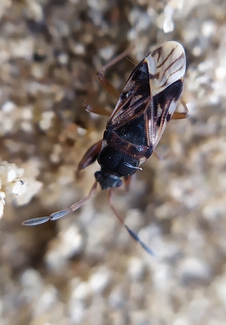 Scolopostethus affinis - tarka csalánbodobács