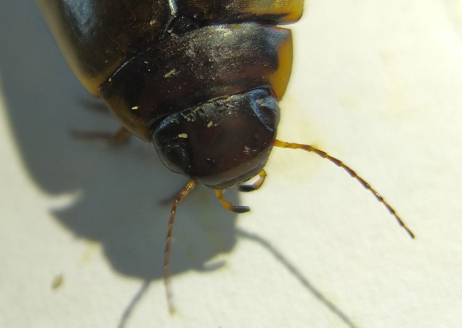 Colymbetes fuscus - gyakori recéscsíkbogár