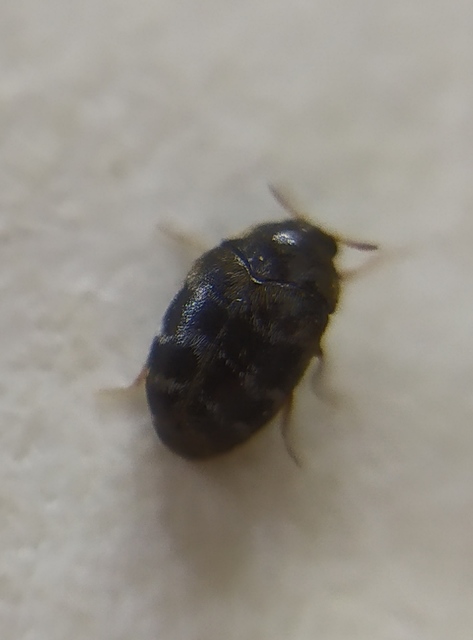 Trogoderma glabrum - fekete gabonaporva