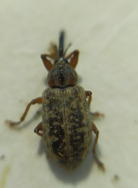 Dorytomus