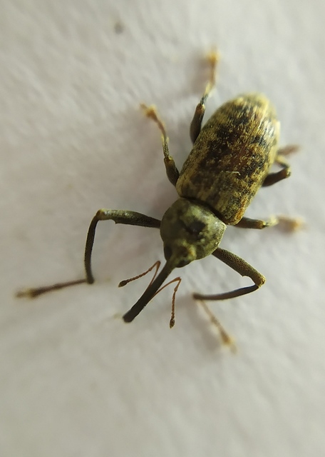 Dorytomus longimanus - kétalakú hangormányos