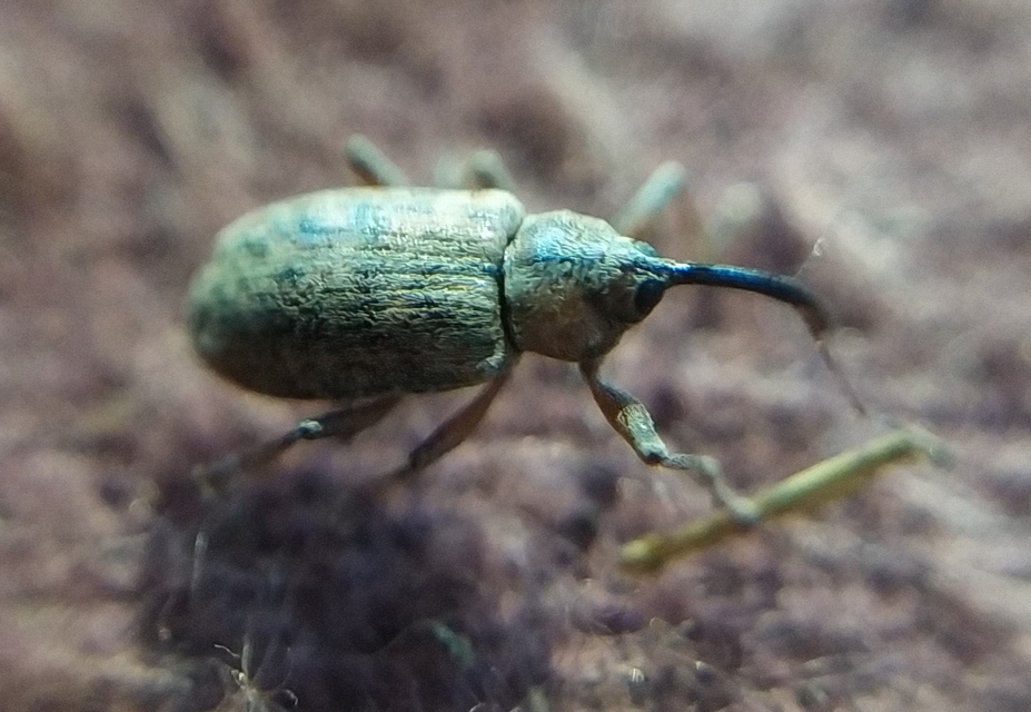 Dorytomus longimanus - kétalakú hangormányos