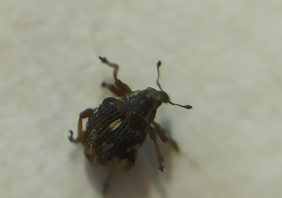 Rhinoncus pericarpius - réti keserűfű-ormányos