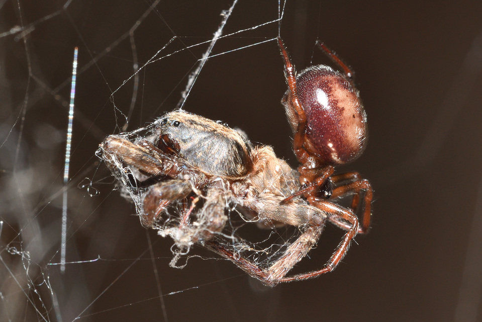 Steatoda bipunctata - kétpettyes faggyúpók