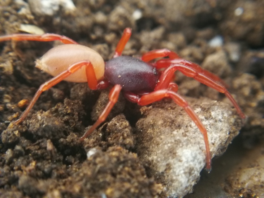 Dysderidae - fojtópókok