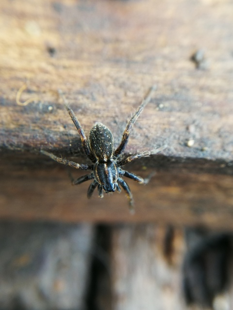 Piratula