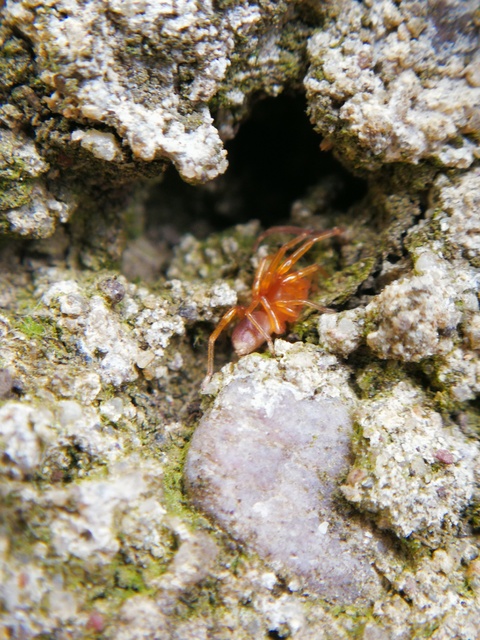 Dysderidae - fojtópókok