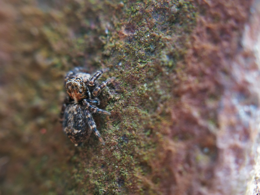 Pseudeuophrys