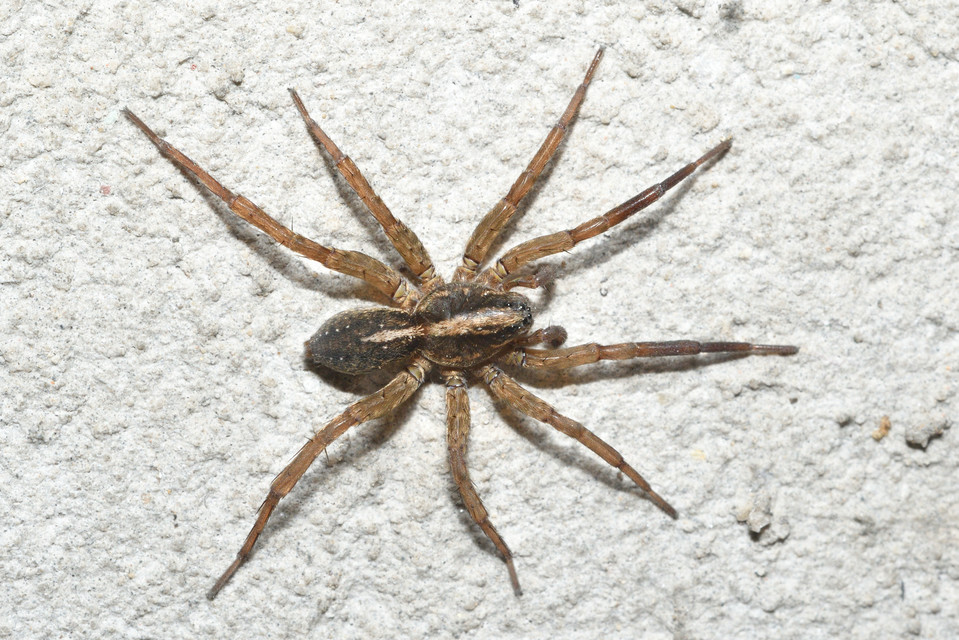 Trochosa