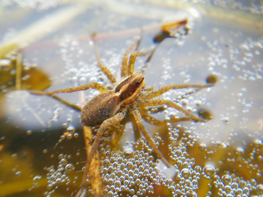 Pardosa agrestis - pusztai farkaspók