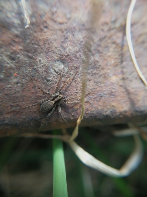 Pardosa alacris/lugubris