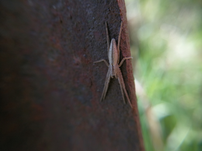 Tibellus