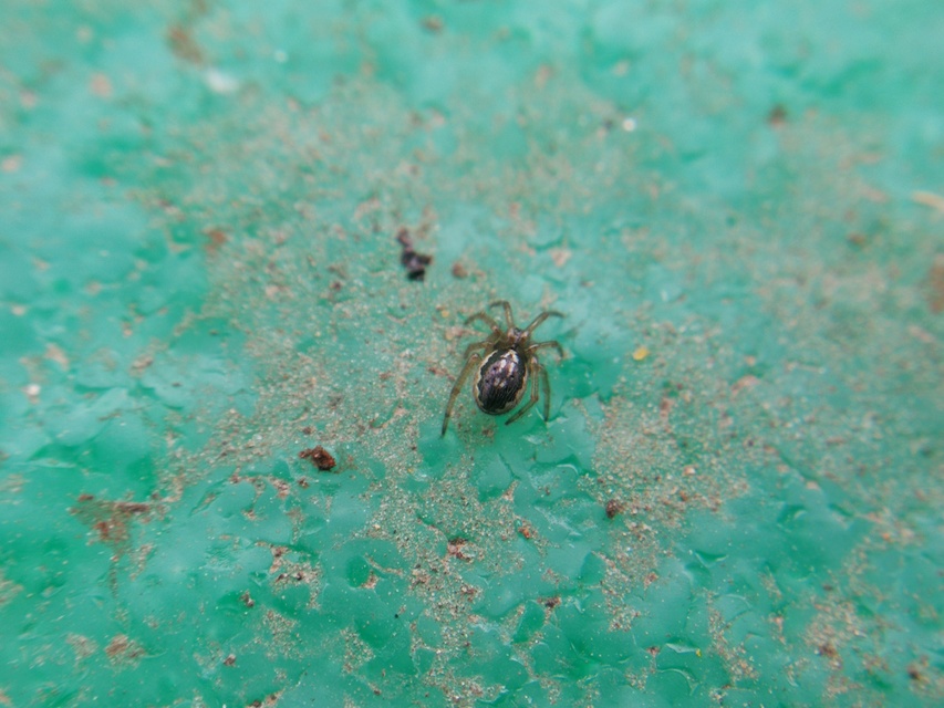 Pachygnatha