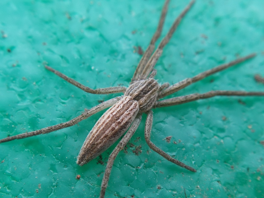 Tibellus