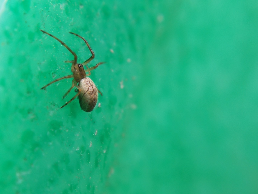Tetragnatha