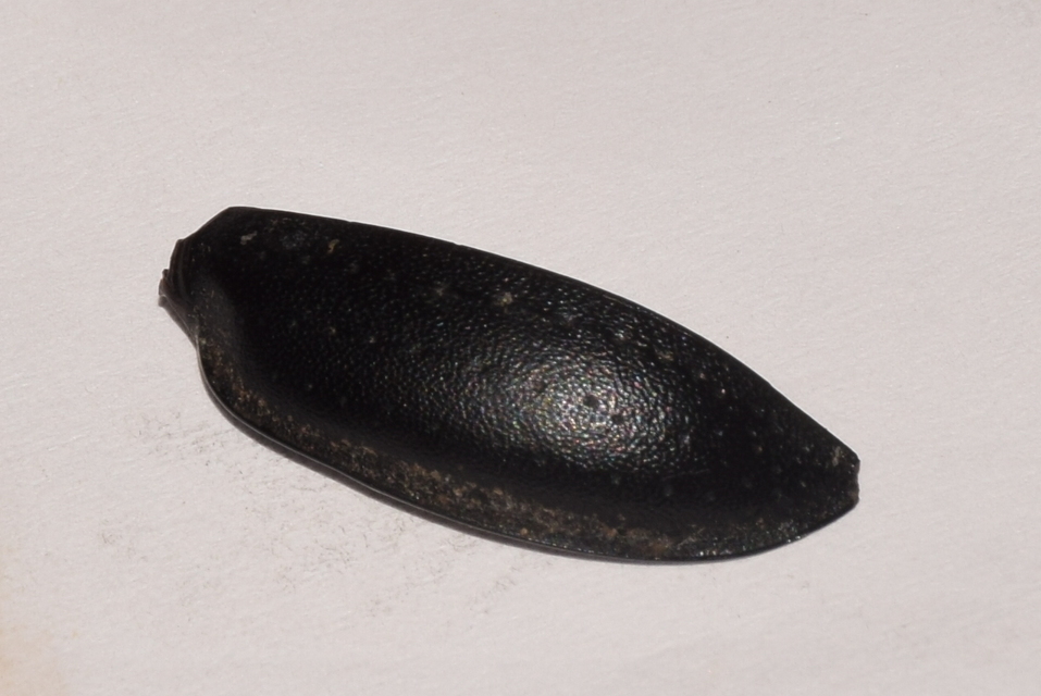 Carabus hungaricus - magyar futrinka