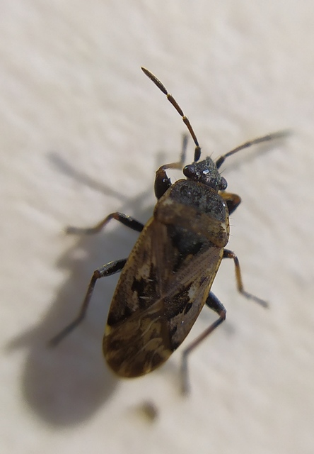 Sphragisticus nebulosus - foltos bodobács