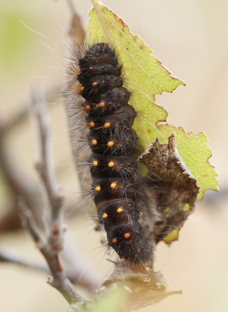 Acronicta auricoma - aranyos szigonyosbagoly
