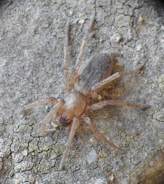 Gnaphosidae - kövipókok