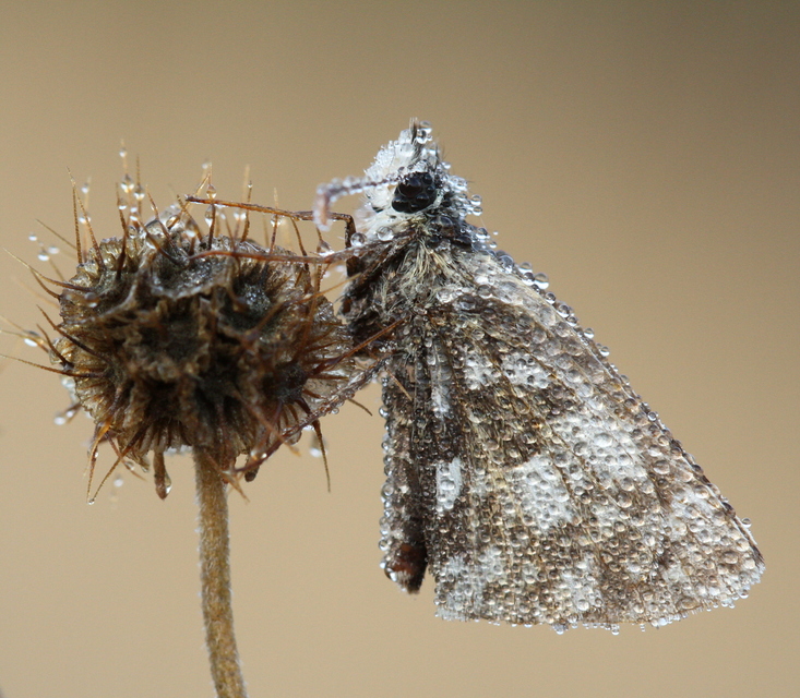 Pyrgus armoricanus - feles busalepke