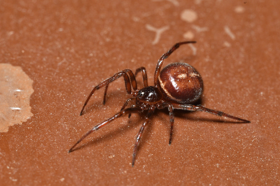 Steatoda bipunctata - kétpettyes faggyúpók