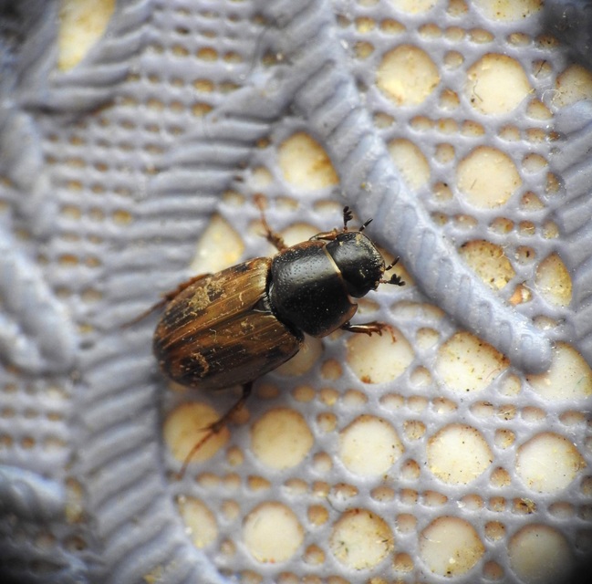 Aphodius prodromus - sárgalábú trágyabogár