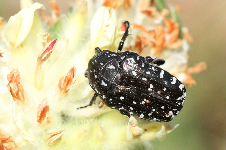 Oxythyrea funesta - sokpettyes virágbogár