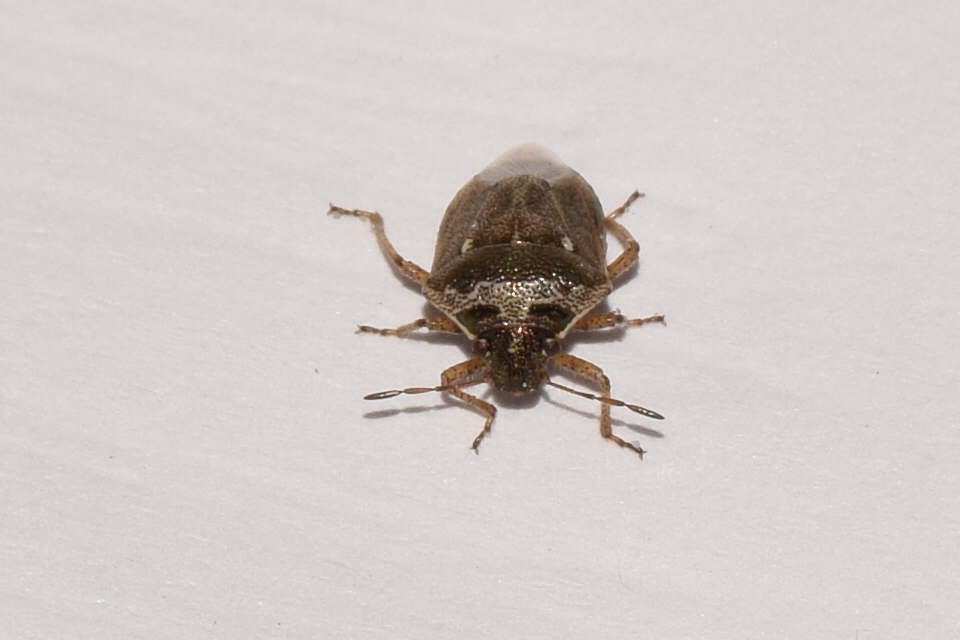 Eysarcoris ventralis - fakó feketefejű-poloska Eysarcoris ventralis - fakó feketefejű-poloska