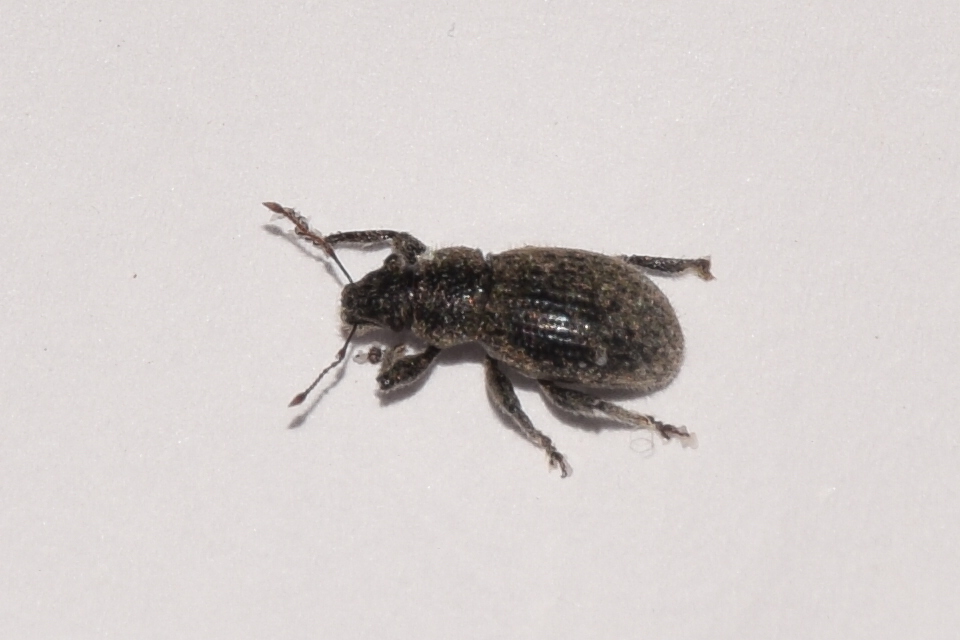 Strophosoma faber - homoki mesterormányos