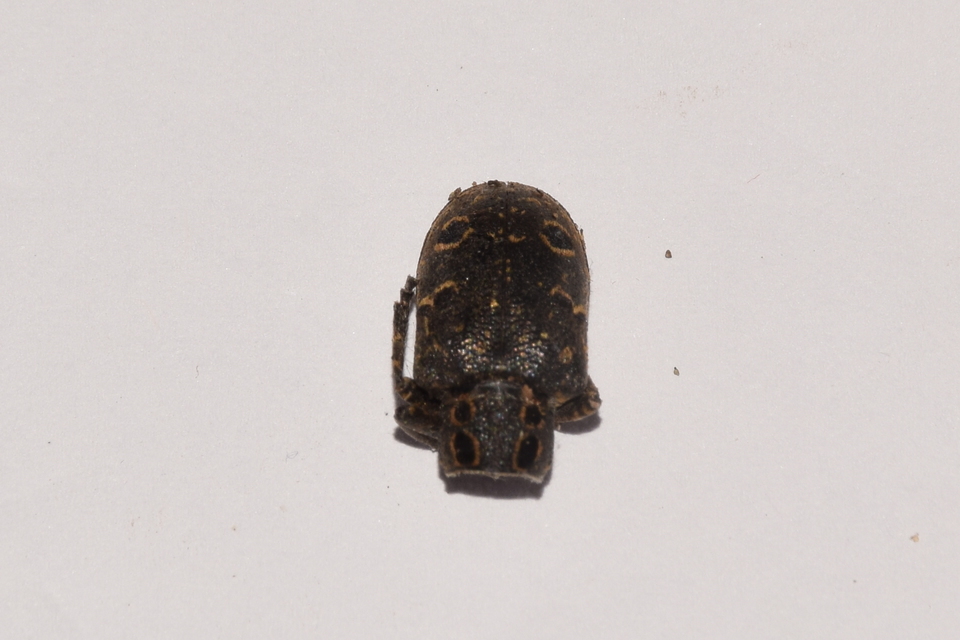 Mesosa curculionoides - szemfoltos cincér