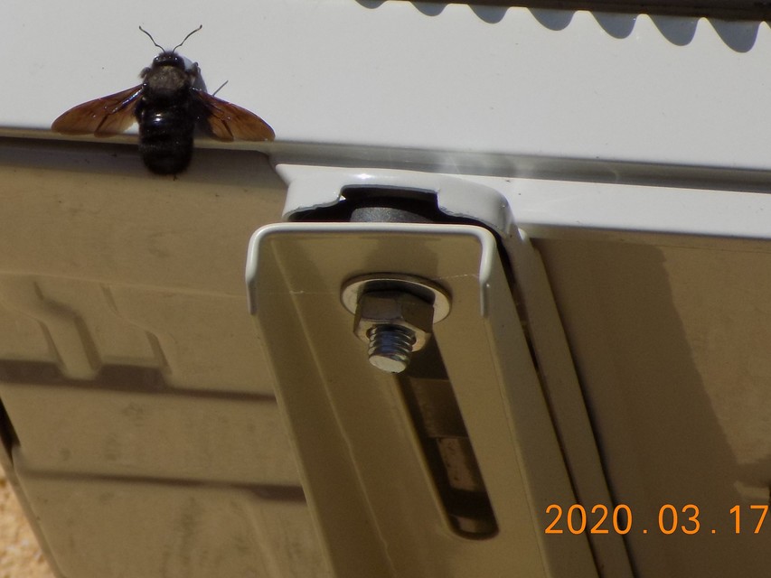 Xylocopa violacea - kék fadongó
