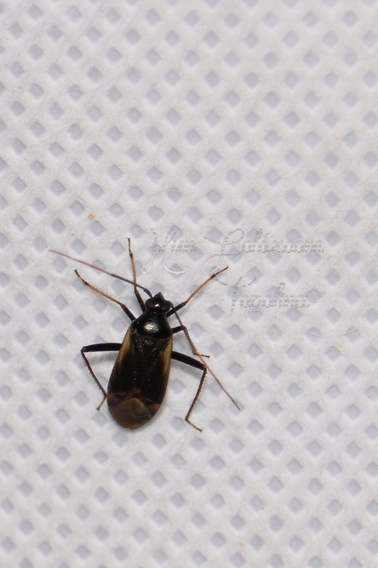 Adelphocoris seticornis - szegélyes mezeipoloska
