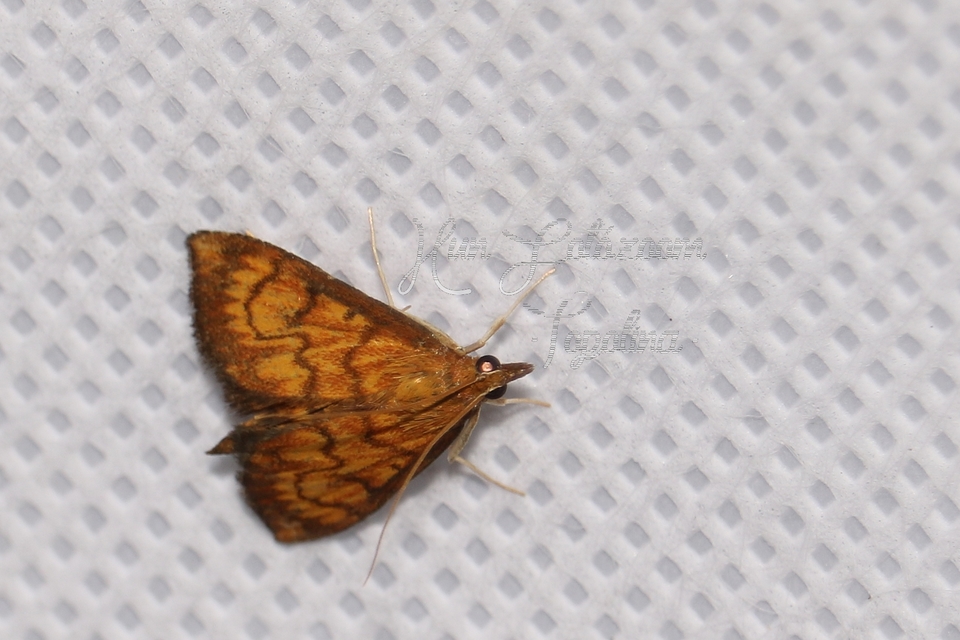 Ecpyrrhorrhoe rubiginalis - rozsdavörös tűzmoly
