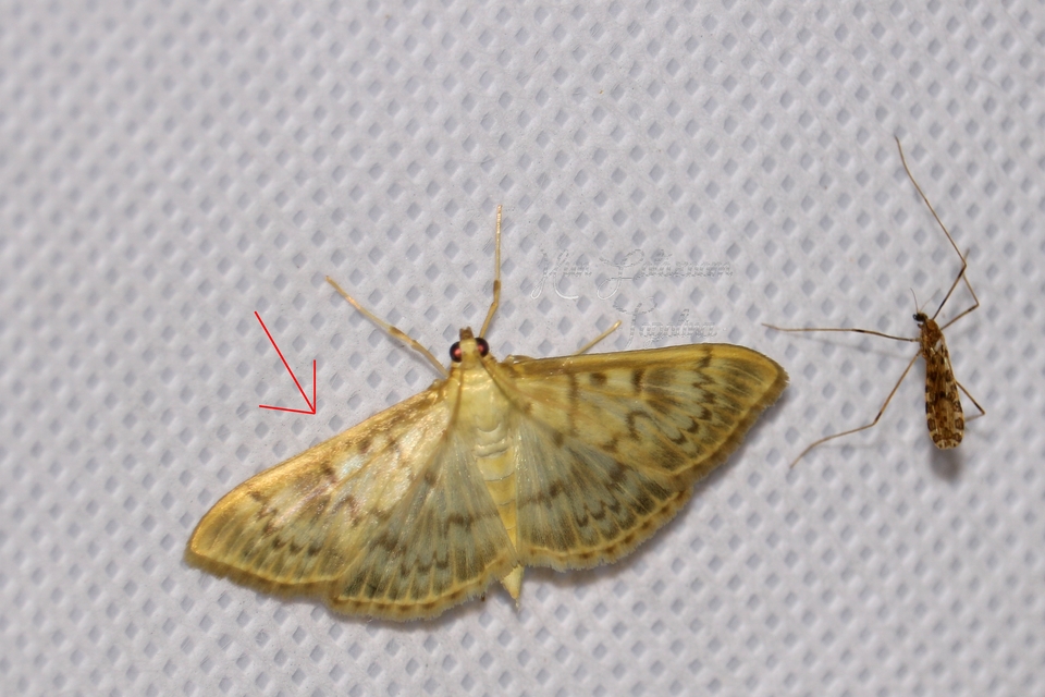 Patania ruralis - csalánevő tűzmoly