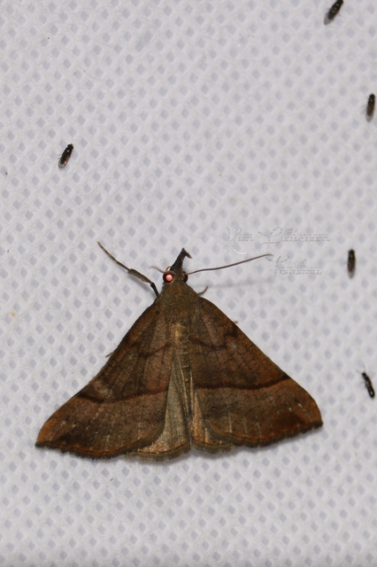Hypena proboscidalis - ormányos karcsúbagoly