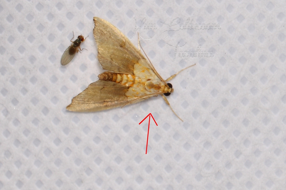 Agrotera nemoralis - ligeti tűzmoly