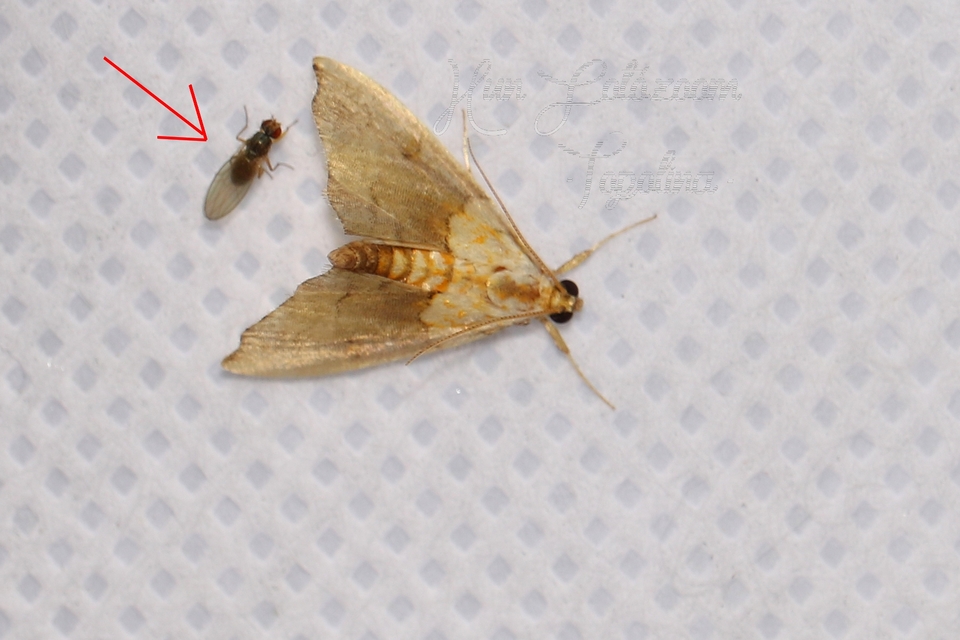 Scaptomyza